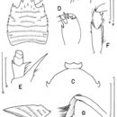 Image of Phylladiorhynchus bengalensis Tirmizi & Javed 1980