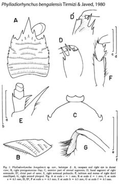 Image de Phylladiorhynchus bengalensis Tirmizi & Javed 1980