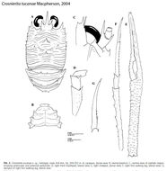 Image of Crosnierita tucanae Macpherson 2004