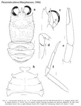 Image of Plesionida aliena (Macpherson 1996)