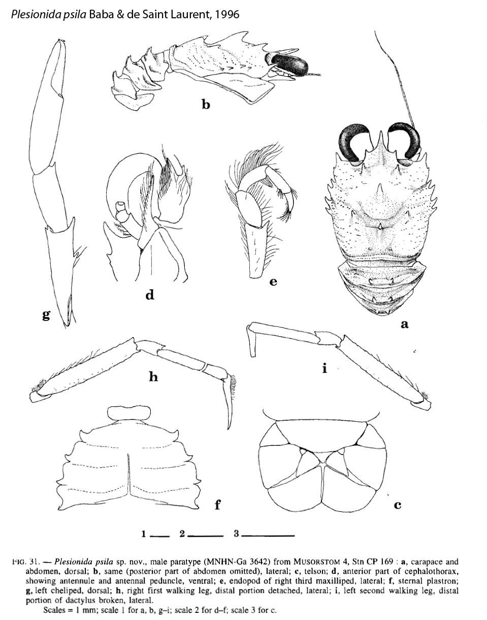 Image of Plesionida psila Baba & de Saint Laurent 1996