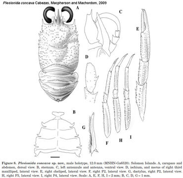 Image of Plesionida concava Cabezas, Macpherson & Machordom 2009