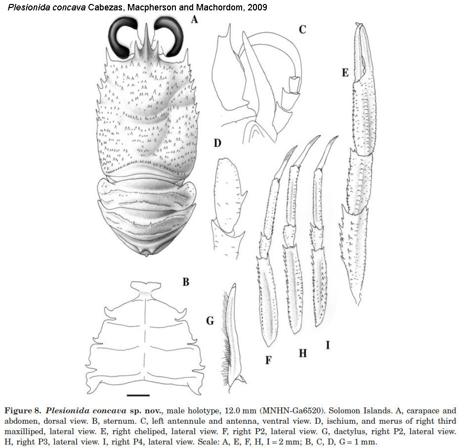 Image of Plesionida concava Cabezas, Macpherson & Machordom 2009