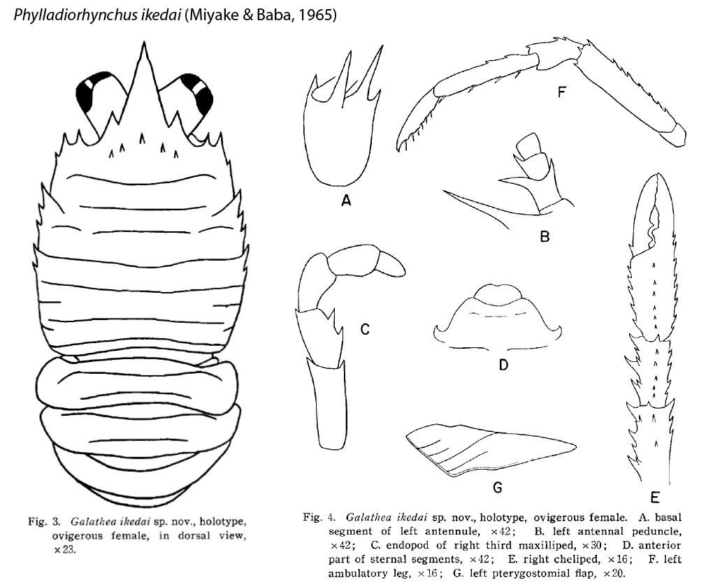 Image of Phylladiorhynchus ikedai (Miyake & Baba 1965)