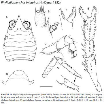 Image of Phylladiorhynchus Baba 1969