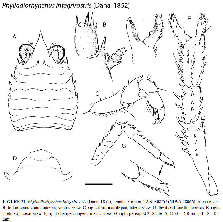 Слика од Phylladiorhynchus Baba 1969