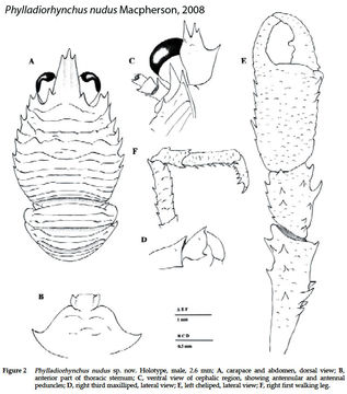 Image de Phylladiorhynchus nudus Macpherson 2008