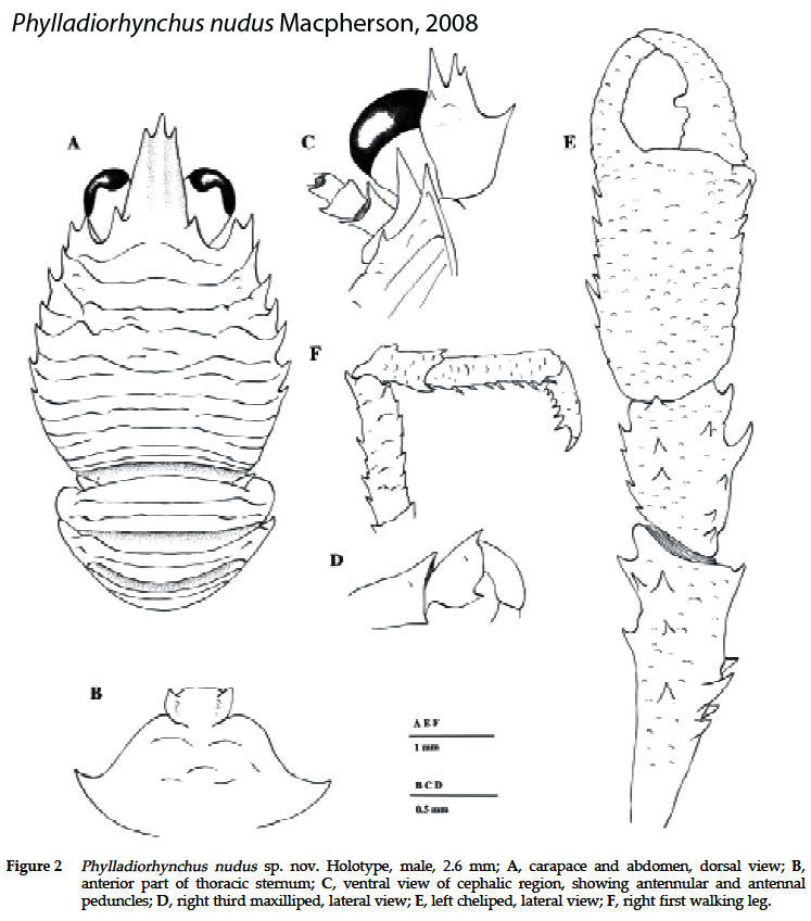 Слика од Phylladiorhynchus nudus Macpherson 2008