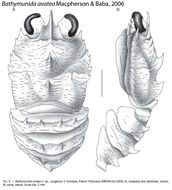 Image of Bathymunida avatea Macpherson & Baba 2006