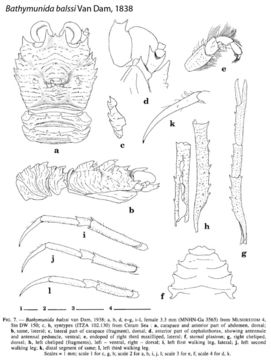 Image of Bathymunida balssi Van Dam 1938