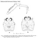 Image of Bathymunida brevirostris (Yokoya 1933)