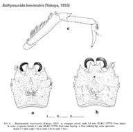 Image of Bathymunida brevirostris (Yokoya 1933)