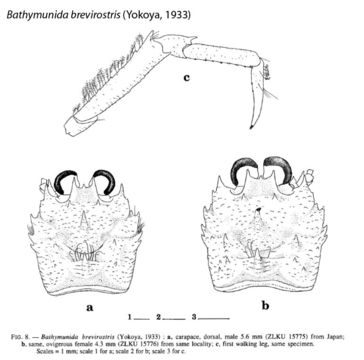 Image of Bathymunida brevirostris (Yokoya 1933)