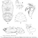 Image of Bathymunida dissimilis Baba & de Saint Laurent 1996