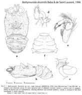 Image of Bathymunida dissimilis Baba & de Saint Laurent 1996