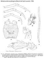 Image of Bathymunida eurybregma Baba & de Saint Laurent 1996