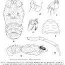 Image of Bathymunida ocularis Baba & de Saint Laurent 1996