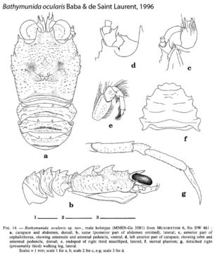 Image of Bathymunida ocularis Baba & de Saint Laurent 1996