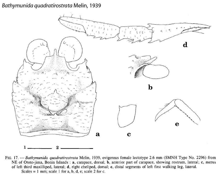 Image of Bathymunida quadratirostrata Melin 1939