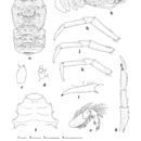 Image of Bathymunida quadratirostrata Melin 1939