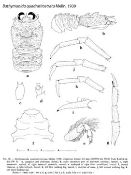 Image of Bathymunida quadratirostrata Melin 1939