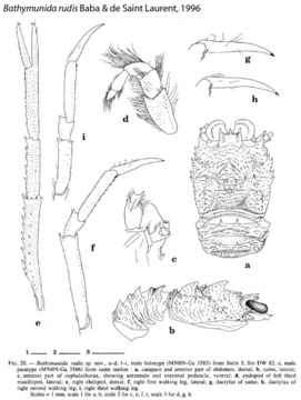 Image of Bathymunida rudis Baba & de Saint Laurent 1996