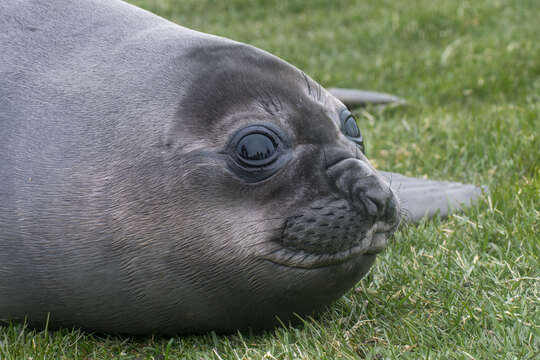 Image of South Atlantic Elephant-seal