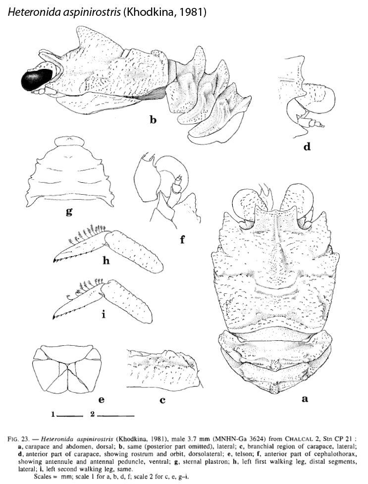 Image of Heteronida aspinirostris (Khodkina 1981)