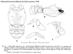 Image of Heteronida barunae Baba & de Saint Laurent 1996