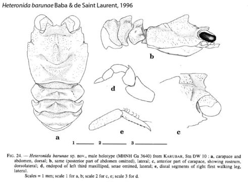 Image of Heteronida barunae Baba & de Saint Laurent 1996