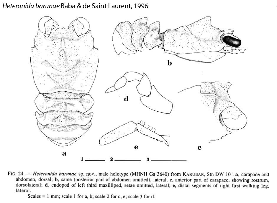 Image of Heteronida barunae Baba & de Saint Laurent 1996