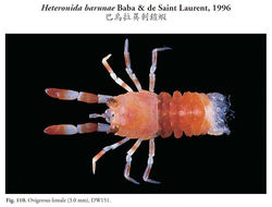 Image of Heteronida barunae Baba & de Saint Laurent 1996