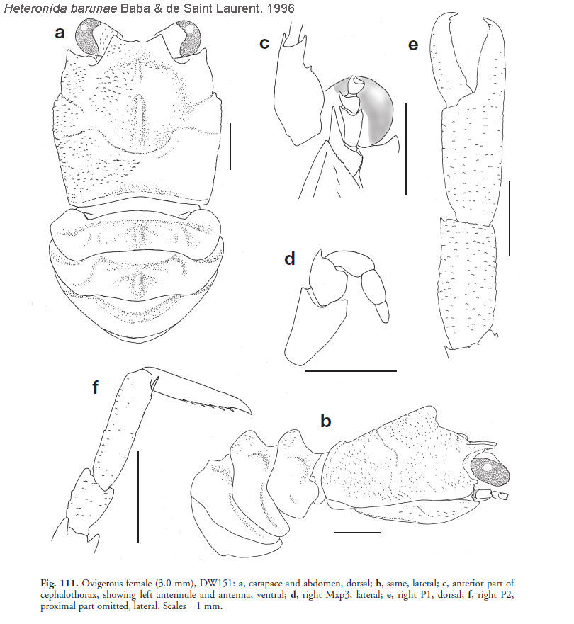 Image of Heteronida barunae Baba & de Saint Laurent 1996