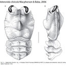 Image of Heteronida clivicola Macpherson & Baba 2006