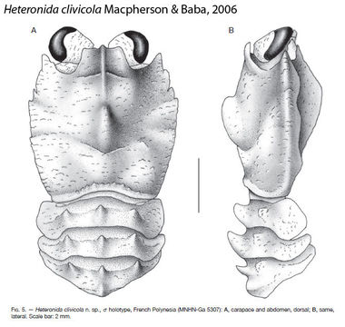 Image of Heteronida Baba & de Saint Laurent 1996