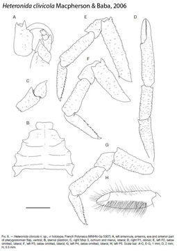 Image of Heteronida Baba & de Saint Laurent 1996