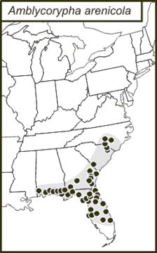 <span class="translation_missing" title="translation missing: ar.medium.untitled.map_image_of, page_name: Amblycorypha arenicola Walker &amp; T. J. 2004">Map Image Of</span>