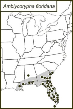 <span class="translation_missing" title="translation missing: fr.medium.untitled.map_image_of, page_name: Amblycorypha floridana Rehn, J. A. G. &amp; Hebard 1905">Map Image Of</span>