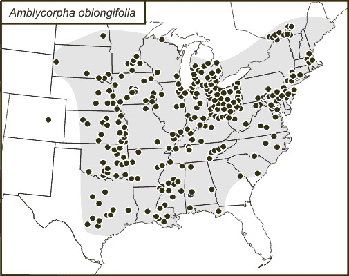 <span class="translation_missing" title="translation missing: pt-BR.medium.untitled.map_image_of, page_name: Amblycorypha oblongifolia (De Geer 1773)">Map Image Of</span>