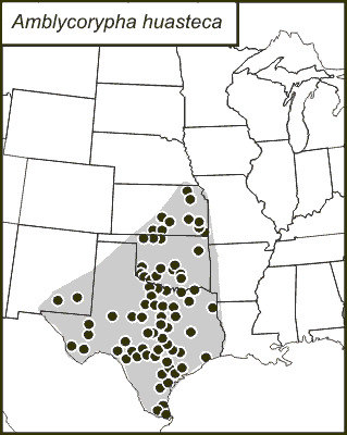 <span class="translation_missing" title="translation missing: en.medium.untitled.map_image_of, page_name: Texas False Katydid">Map Image Of</span>