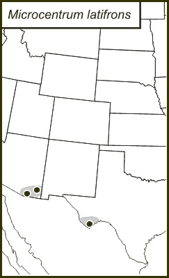 <span class="translation_missing" title="translation missing: en.medium.untitled.map_image_of, page_name: Southwestern Angle-wing Katydid">Map Image Of</span>