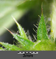 Image of lesser hemp-nettle