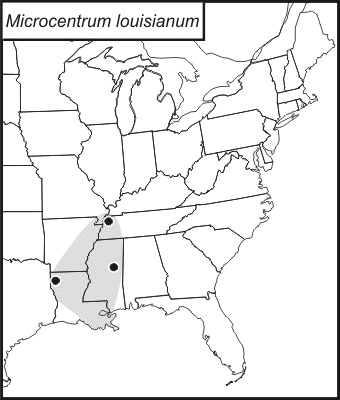 <span class="translation_missing" title="translation missing: fi.medium.untitled.map_image_of, page_name: Microcentrum louisianum Hebard 1939">Map Image Of</span>