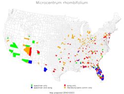 <span class="translation_missing" title="translation missing: fi.medium.untitled.map_image_of, page_name: Microcentrum rhombifolium (Saussure 1859)">Map Image Of</span>