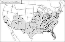 <span class="translation_missing" title="translation missing: fi.medium.untitled.map_image_of, page_name: Microcentrum rhombifolium (Saussure 1859)">Map Image Of</span>