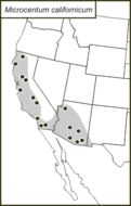 <span class="translation_missing" title="translation missing: fi.medium.untitled.map_image_of, page_name: Microcentrum californicum Hebard 1932">Map Image Of</span>