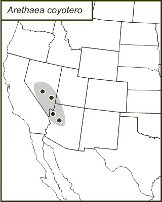 <span class="translation_missing" title="translation missing: fr.medium.untitled.map_image_of, page_name: Arethaea coyotero Hebard 1935">Map Image Of</span>