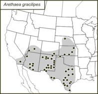 <span class="translation_missing" title="translation missing: fi.medium.untitled.map_image_of, page_name: Arethaea gracilipes (Thomas &amp; C. 1870)">Map Image Of</span>