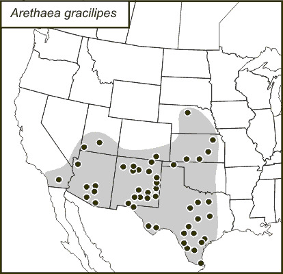 <span class="translation_missing" title="translation missing: fr.medium.untitled.map_image_of, page_name: Arethaea gracilipes (Thomas &amp; C. 1870)">Map Image Of</span>