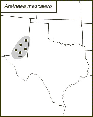 <span class="translation_missing" title="translation missing: en.medium.untitled.map_image_of, page_name: Arethaea mescalero Hebard 1936">Map Image Of</span>